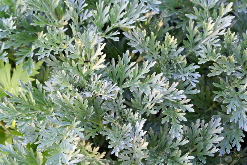 Wormwood, Afsanteen Roomi, Mugwort - Image 2