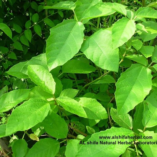 Baliospermum montanum