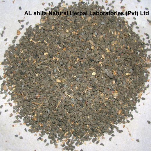 Tukhm, Gandana, Piyazi, Allium porrum Linn