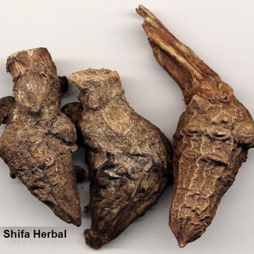 Jidwaar,  Atis Root