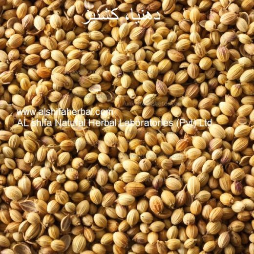 Dhania, Kishniz، Coriander