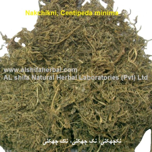 Nakchikni, Centipeda minima