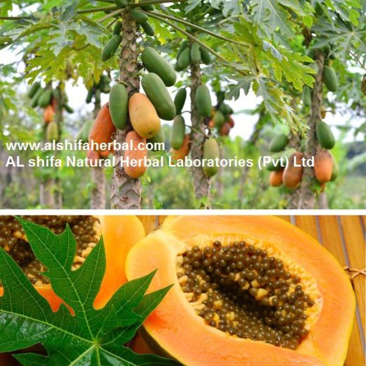 Papita, Papaya, Papaw