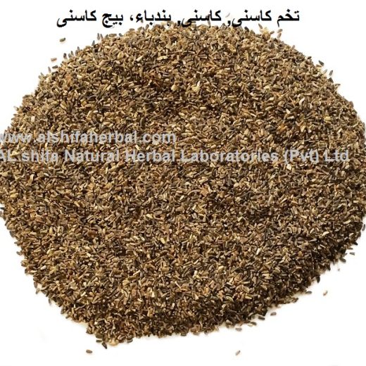 Kasni, Cichorium intybus