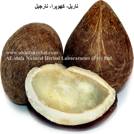 Coconut, Cocos Nucifera