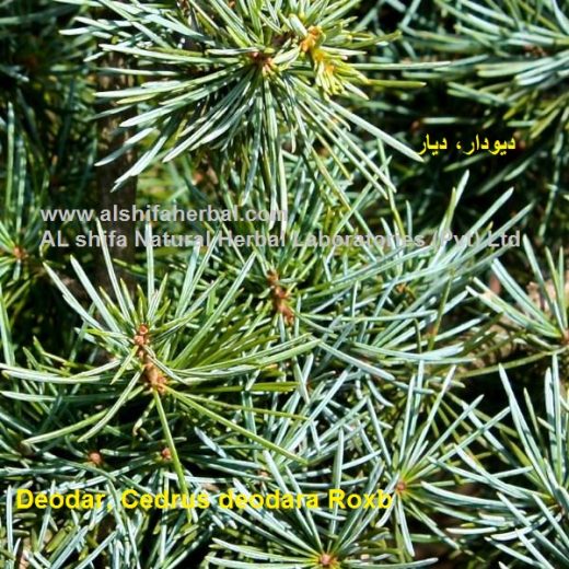 Deodar, Cedrus deodara Roxb