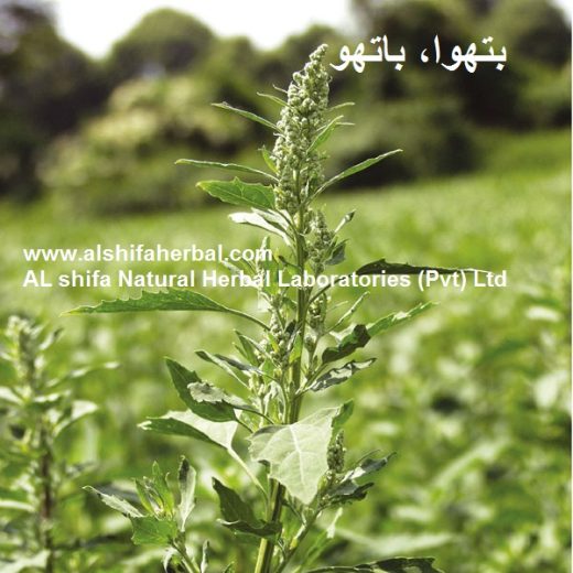 Bathwa, Chenopodium album
