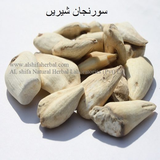 Suranjan Shirin, Colchicum luteum