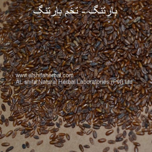 Bartang, Broadleaf Plantain