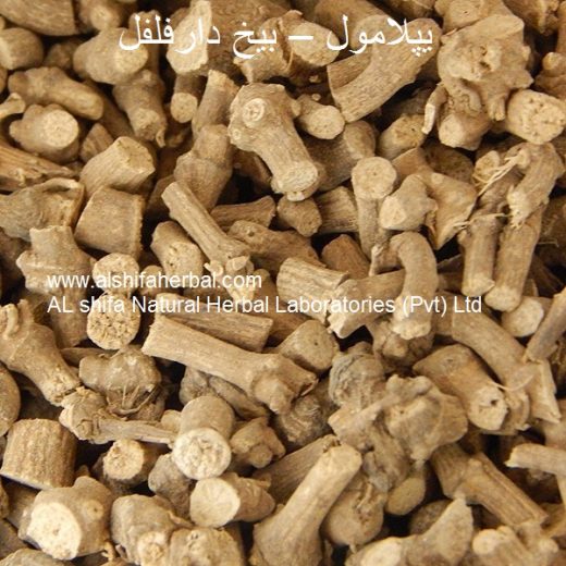 Piplamool, Long Pepper Root