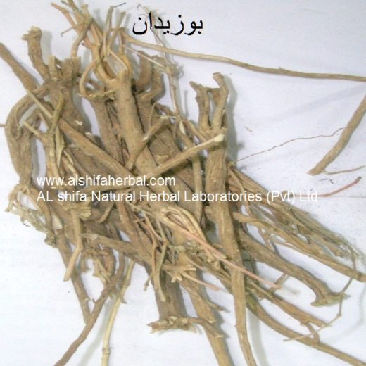 Buzidan, Sweet Pellitory Root