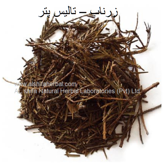 Talispatar، Zarnab, Yew, Taxus